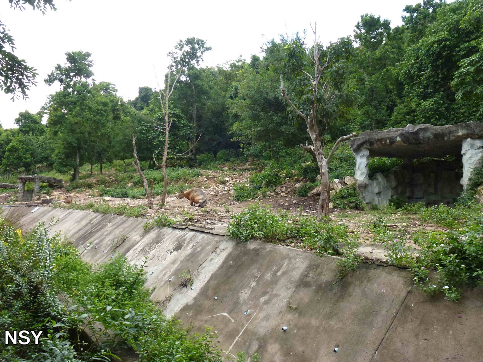 Banteng paddock, June 2013.