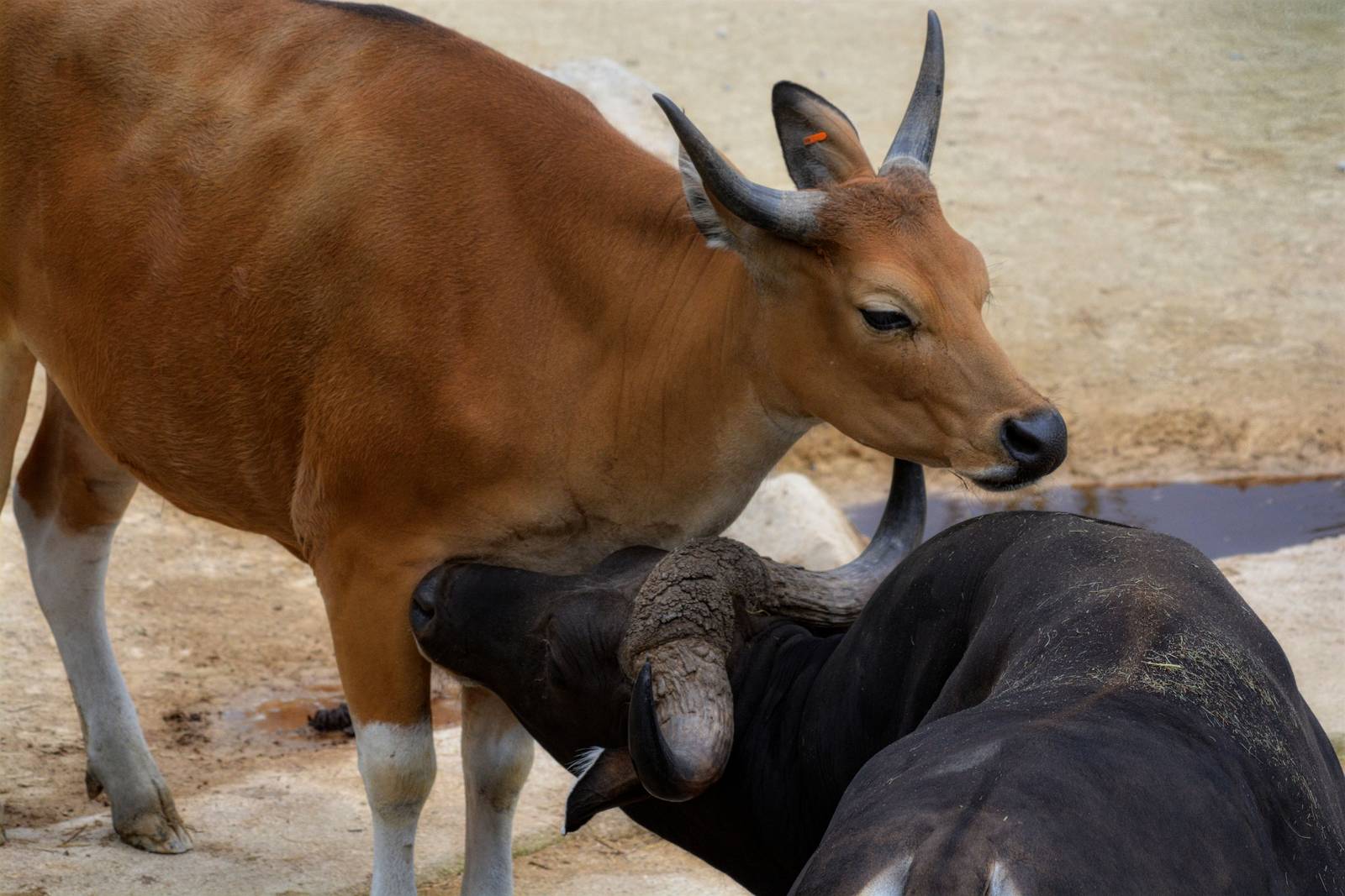banteng pair