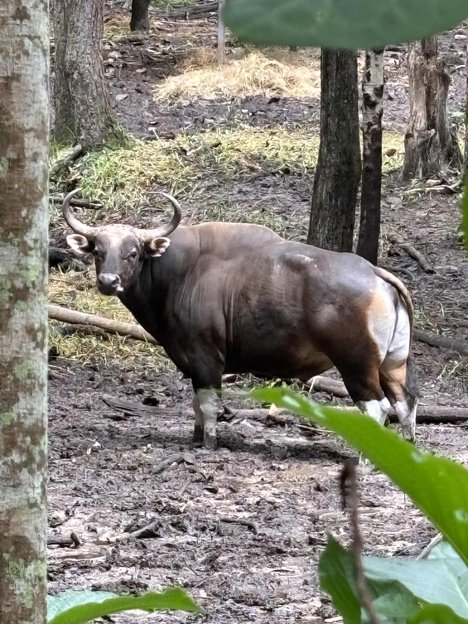 Banteng (semi off-show)