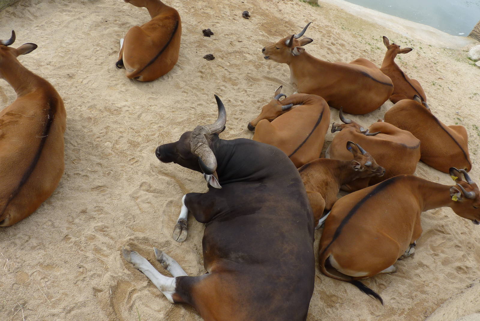 Banteng, September 2016