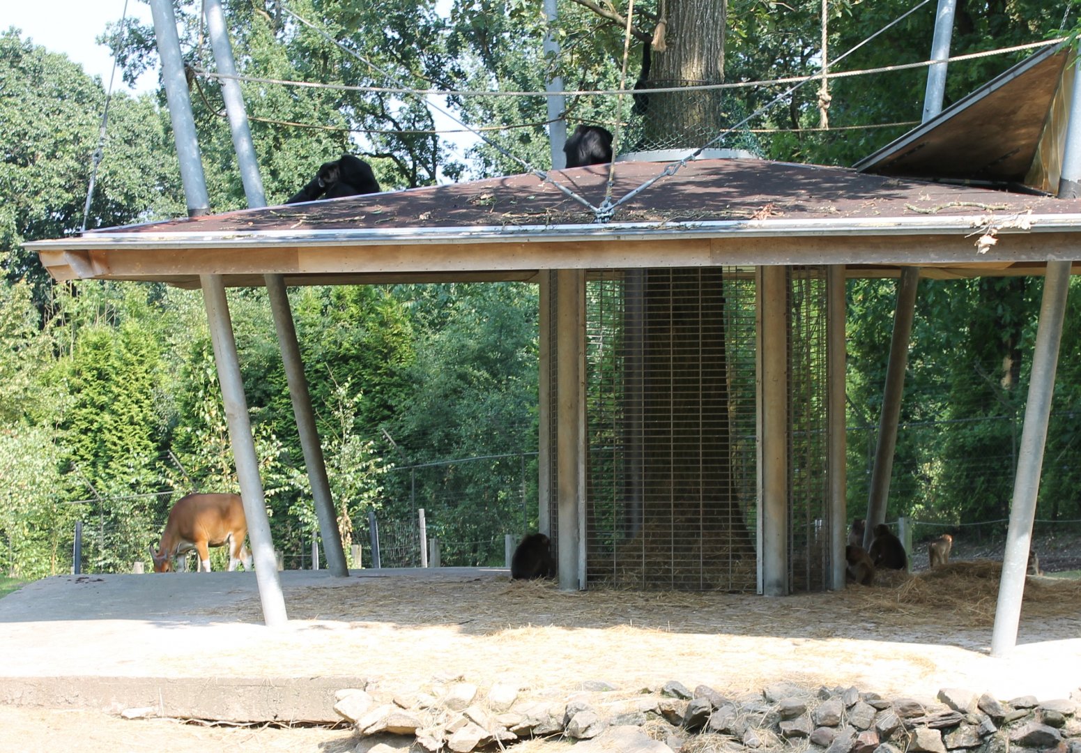 Banteng - Siamang - Macaque