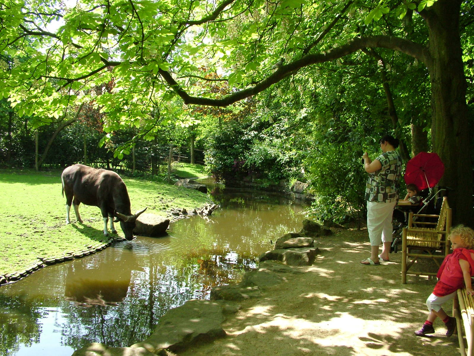 Banteng viewing at Rotterdam 10/05/09
