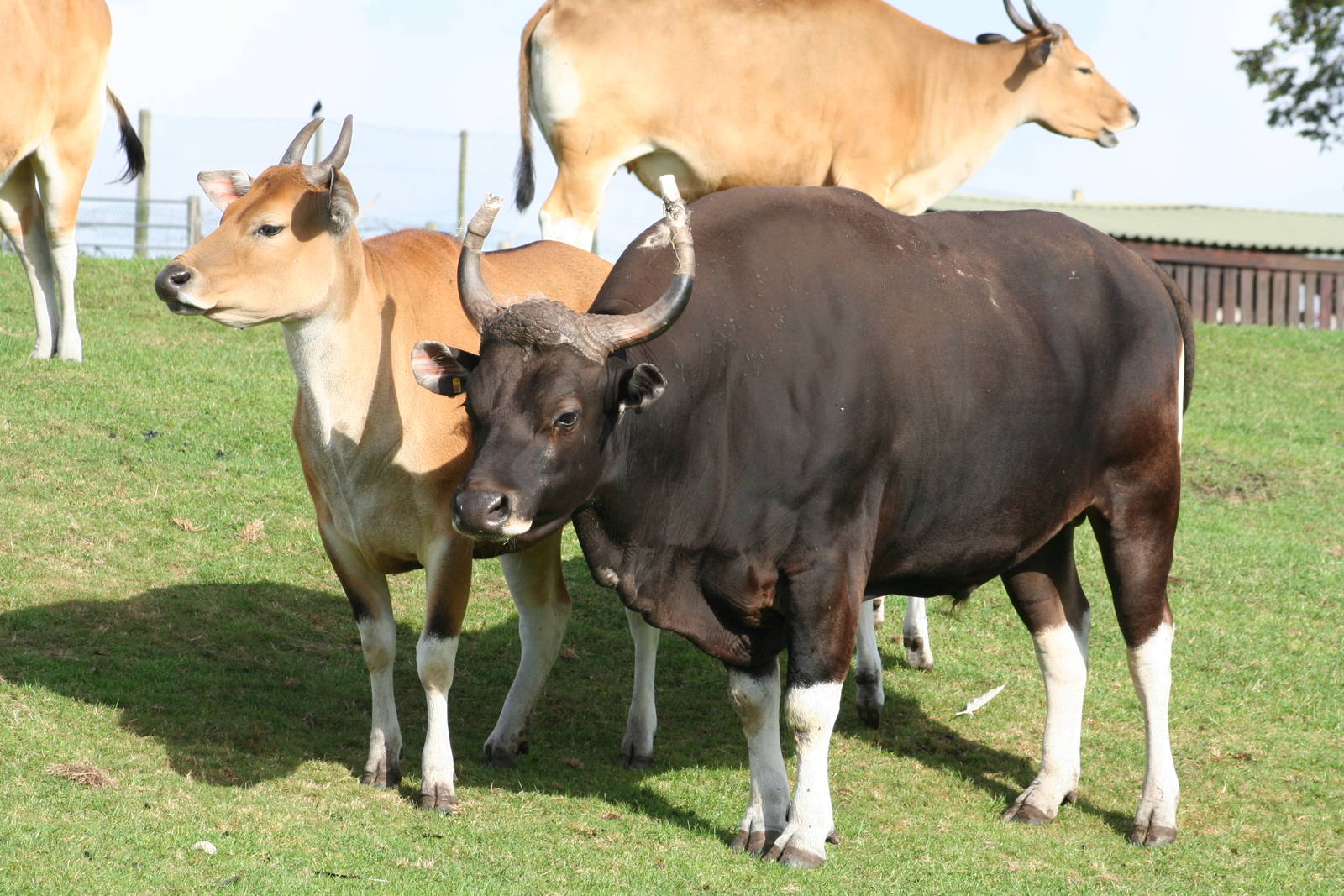 Banteng @ West Midland Safari Park 23.10.2009