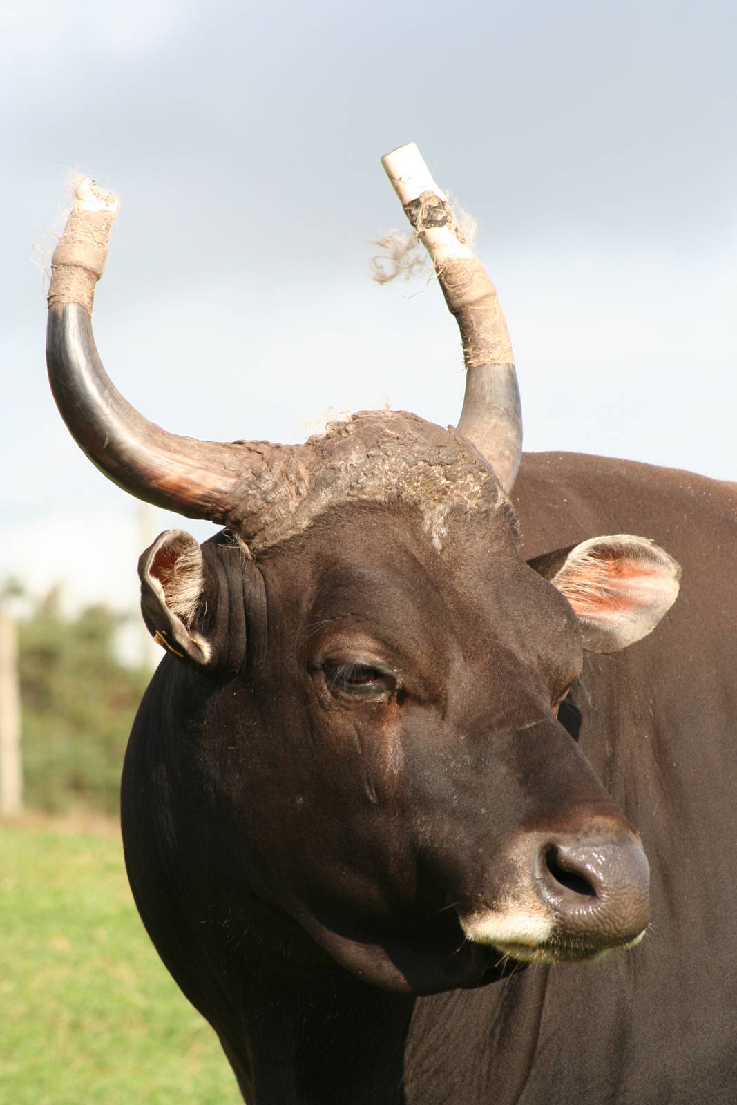 Banteng @ West Midland Safari Park 23.10.2009