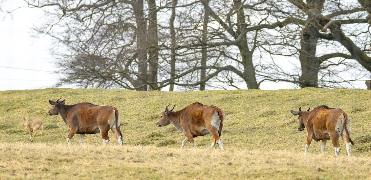 Banteng : Whipsnade : 22 Mar 2025