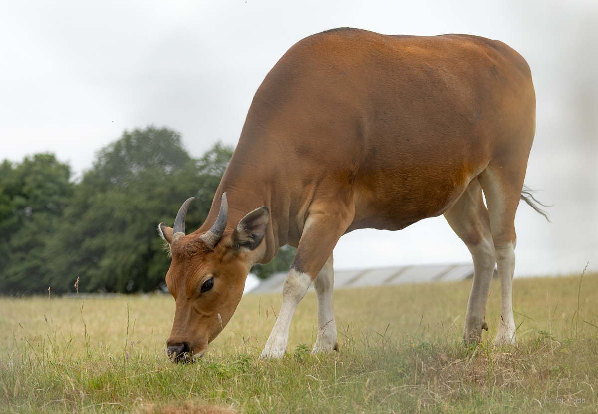 Banteng : Whipsnade : 29 Jun 2025