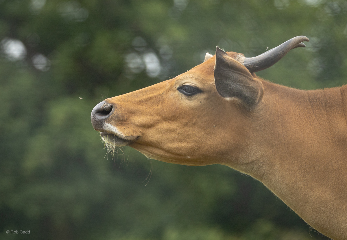 Banteng : Whipsnade : 29 Jun 2025