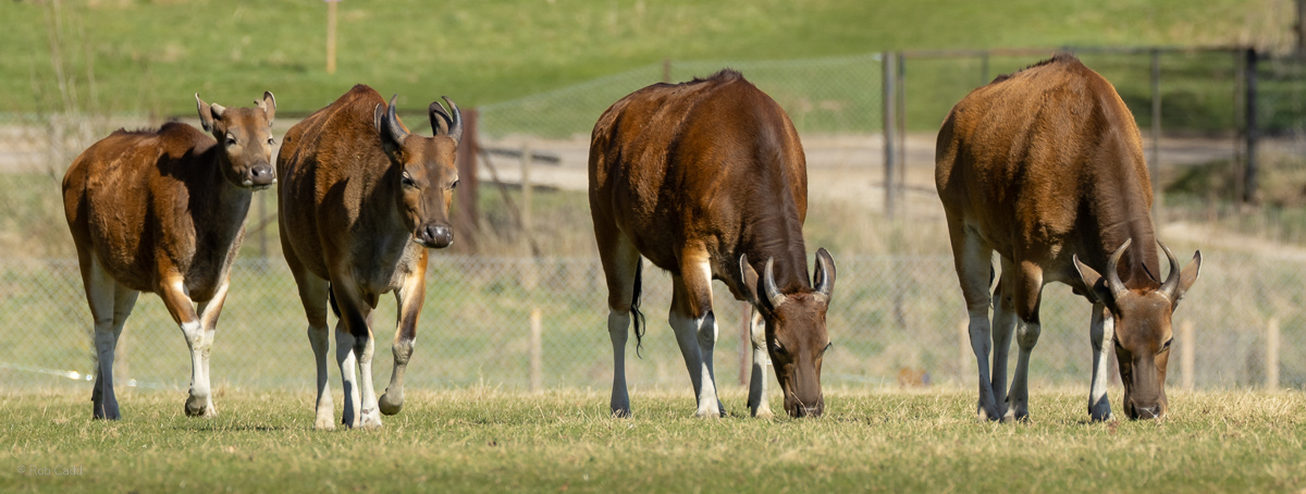 Banteng : Whipsnade : 30 Mar 2025