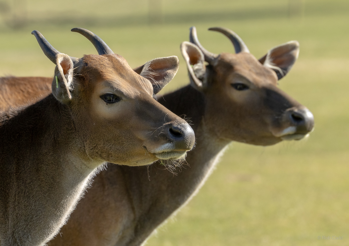 Banteng : Whipsnade : 30 Mar 2025