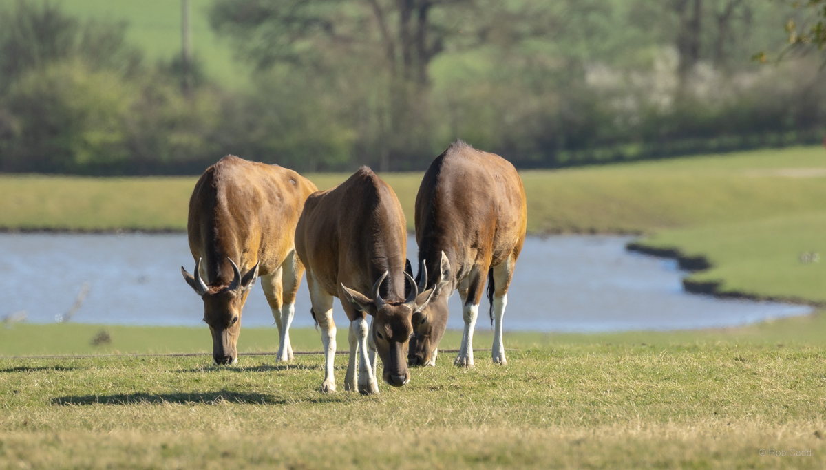 Banteng : Whipsnade : 30 Mar 2025