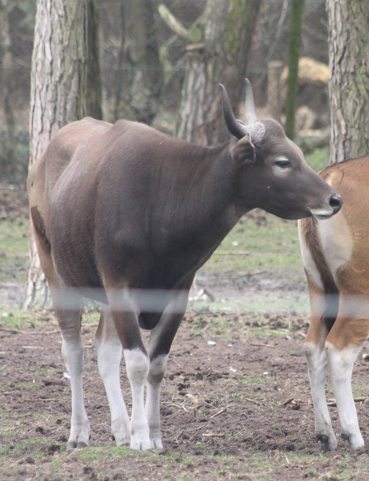 Banteng - young bull