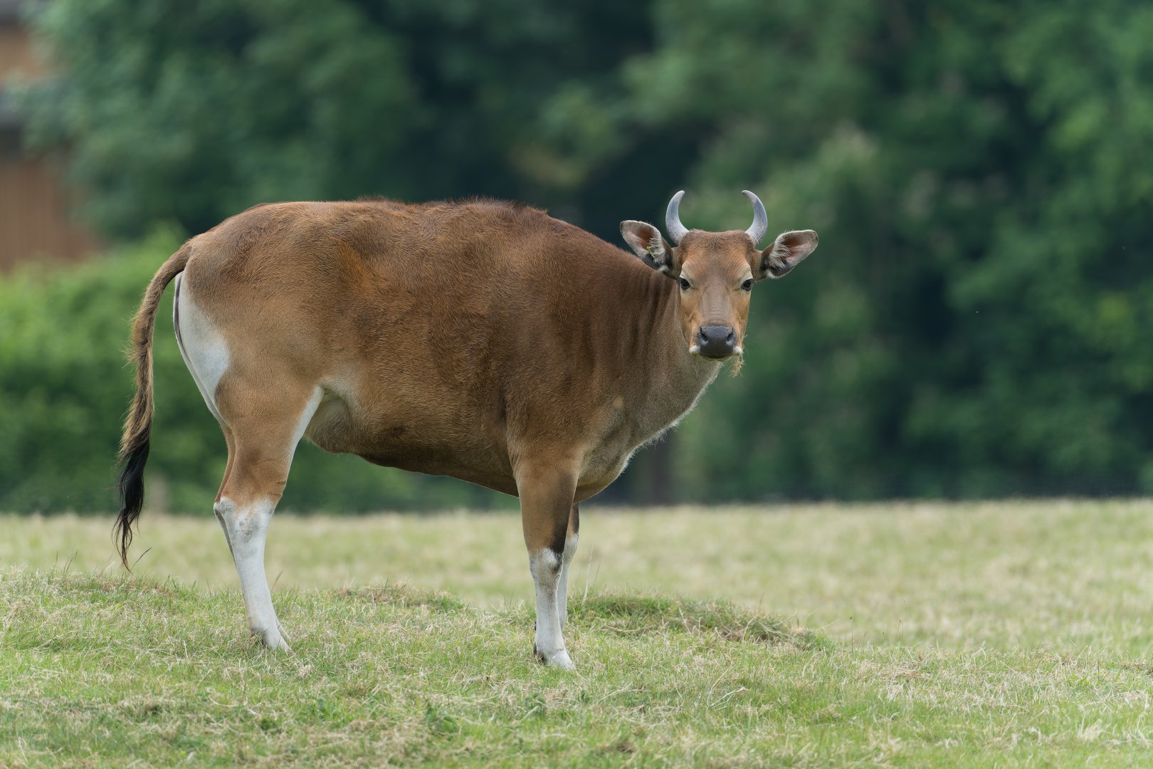 Banteng, ZSL Whipsnade, UK