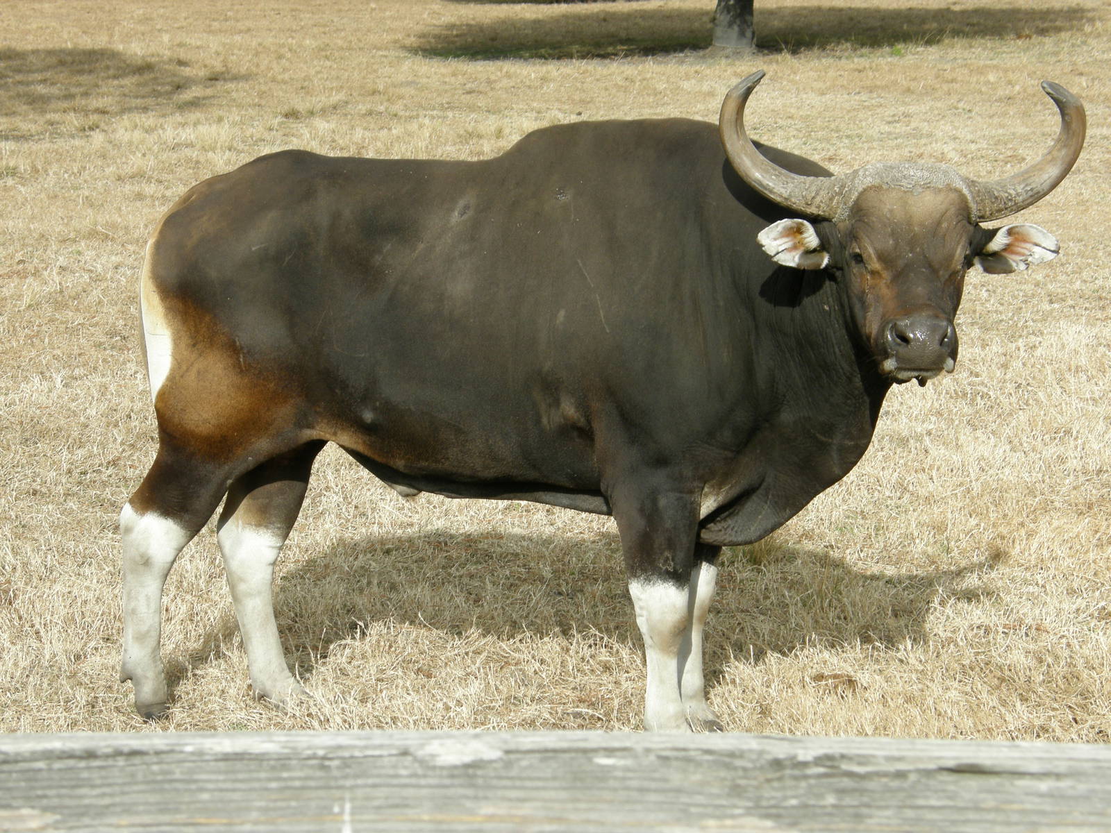 banteng