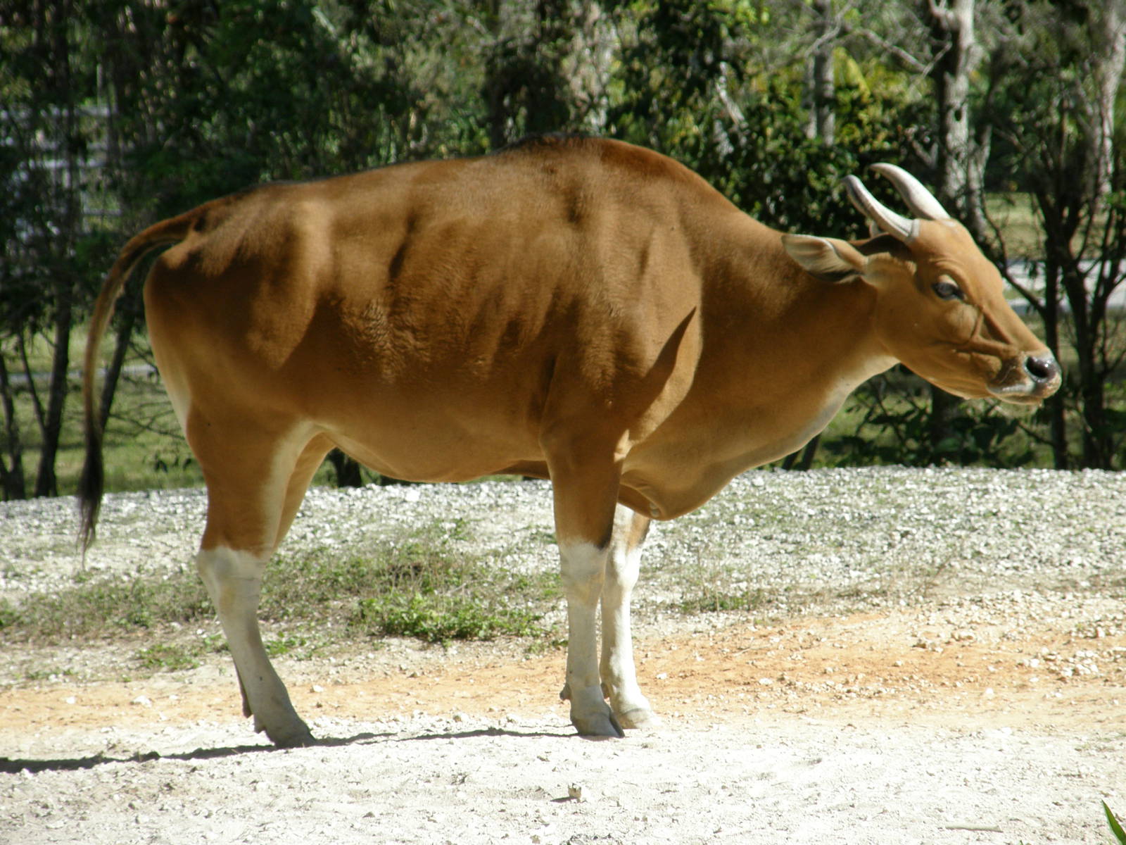 banteng