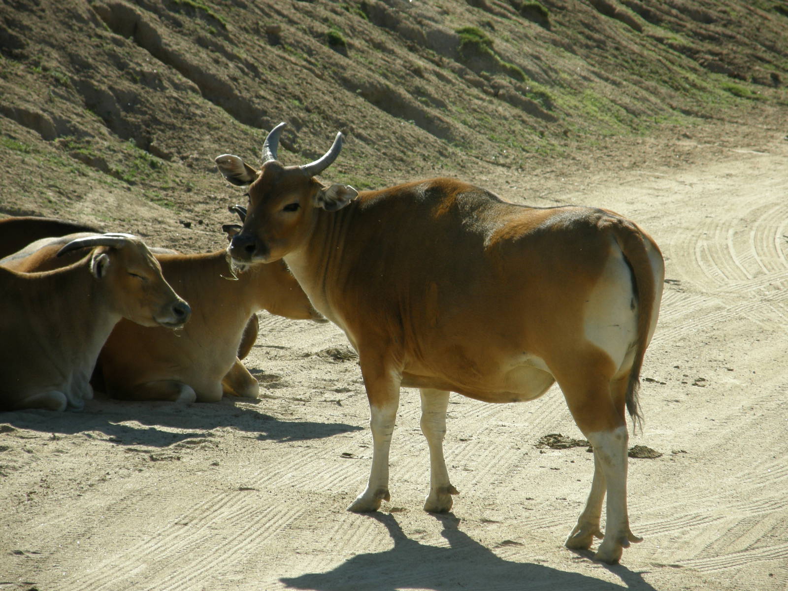 banteng