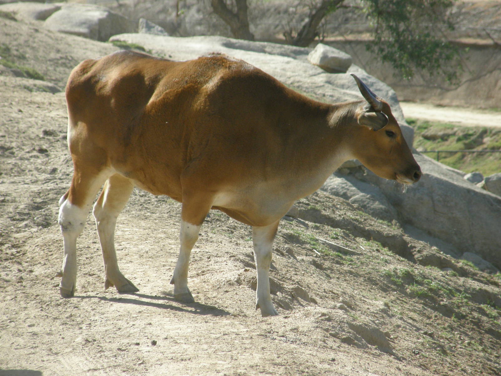 banteng