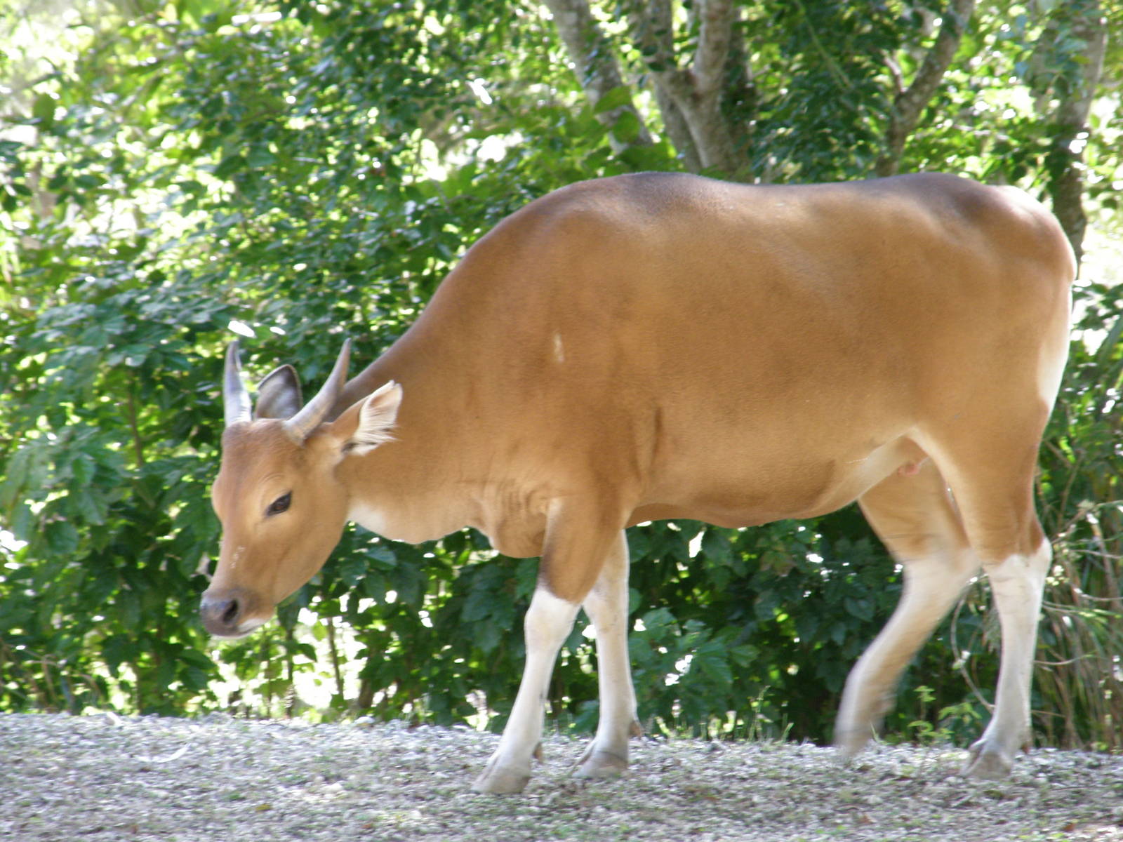 banteng