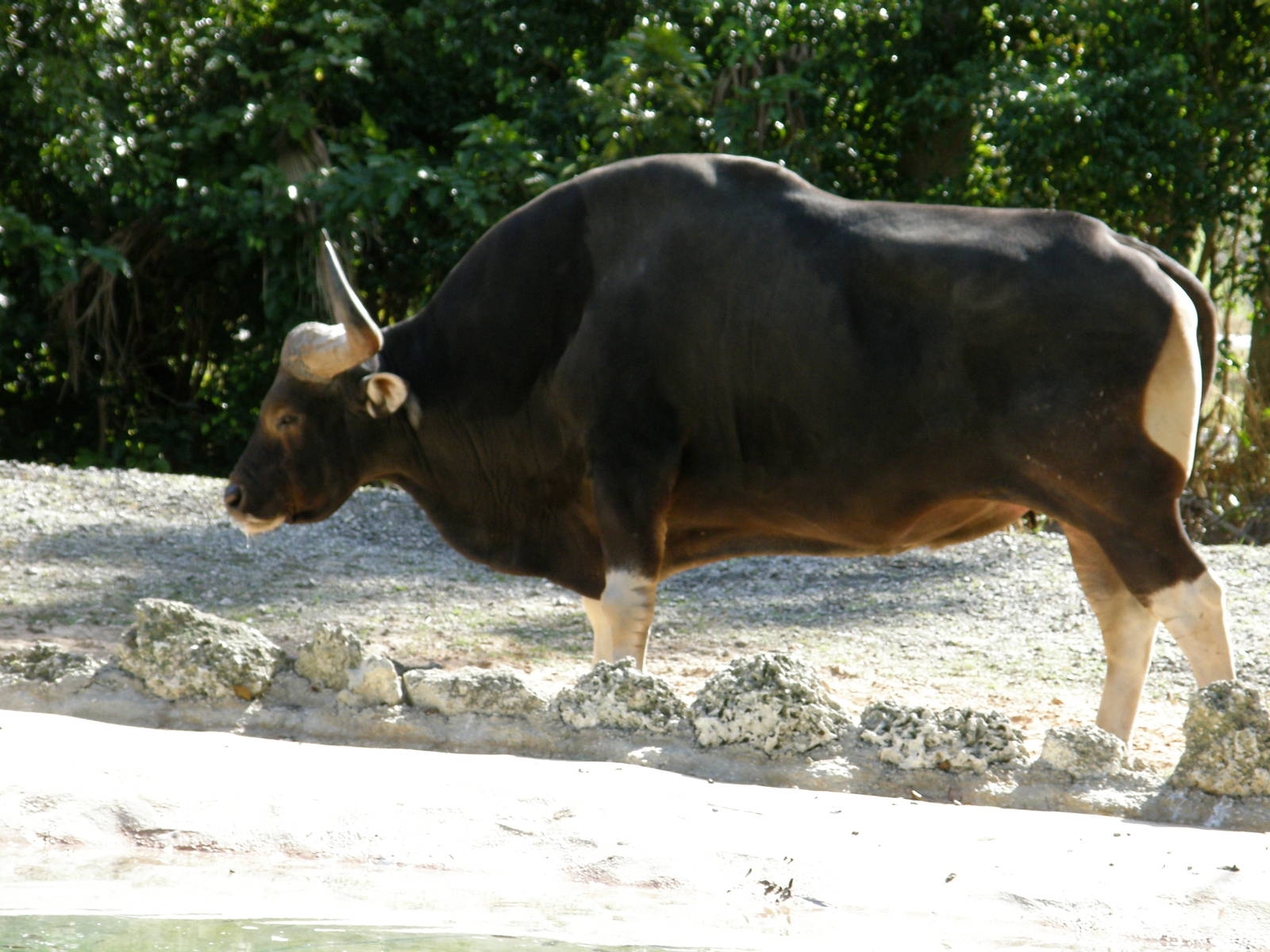 banteng