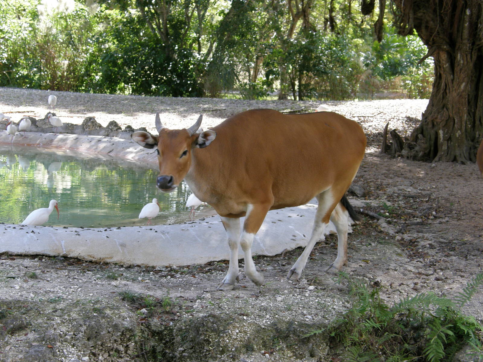 banteng