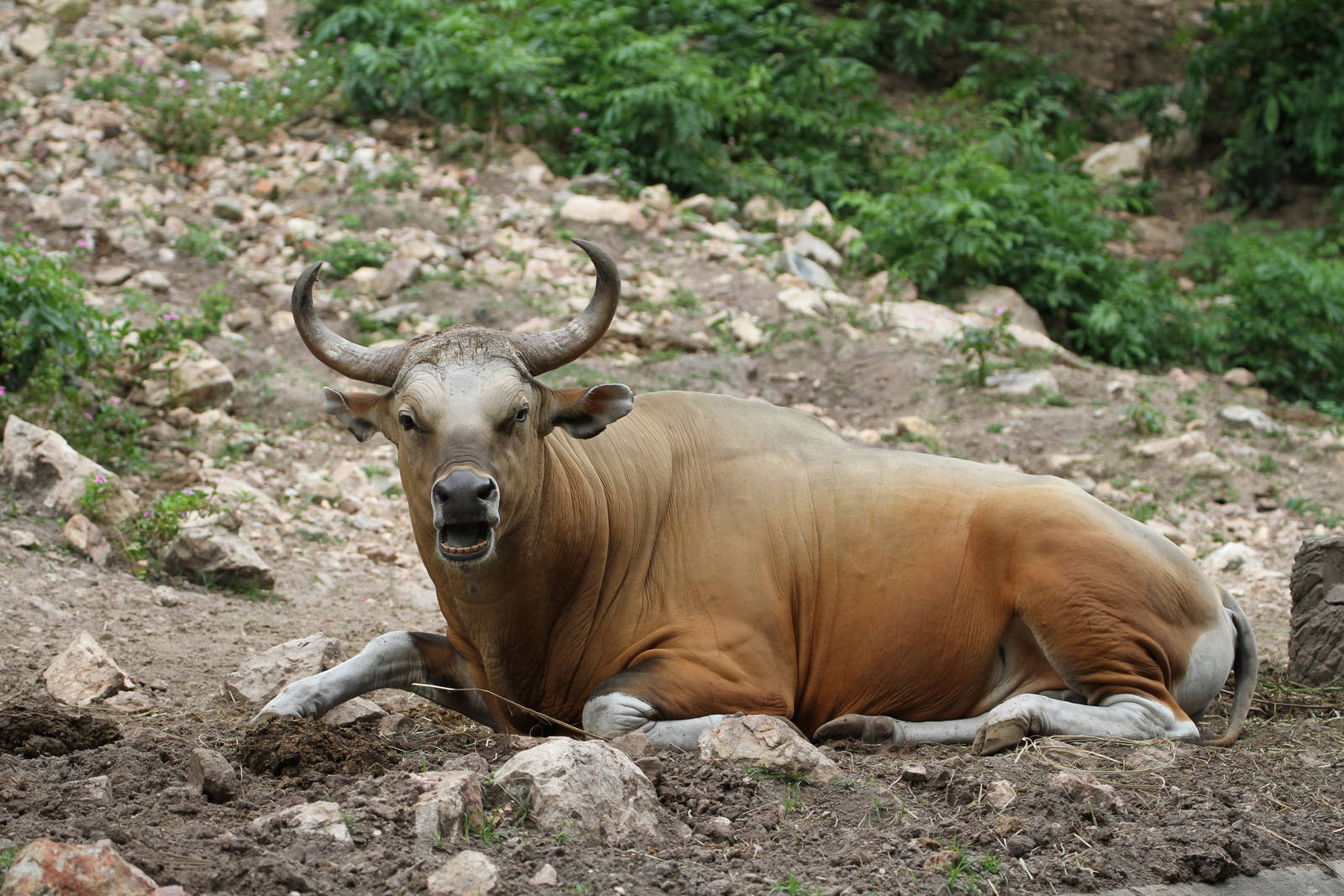 Banteng
