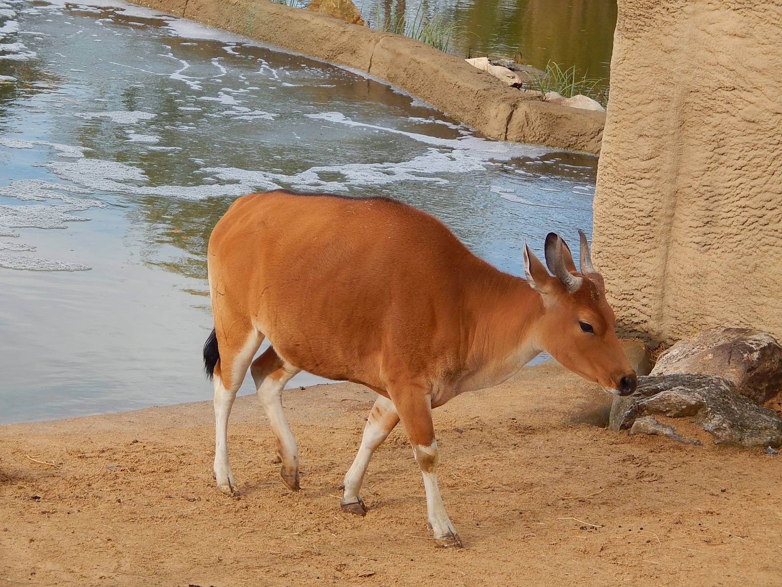 Banteng