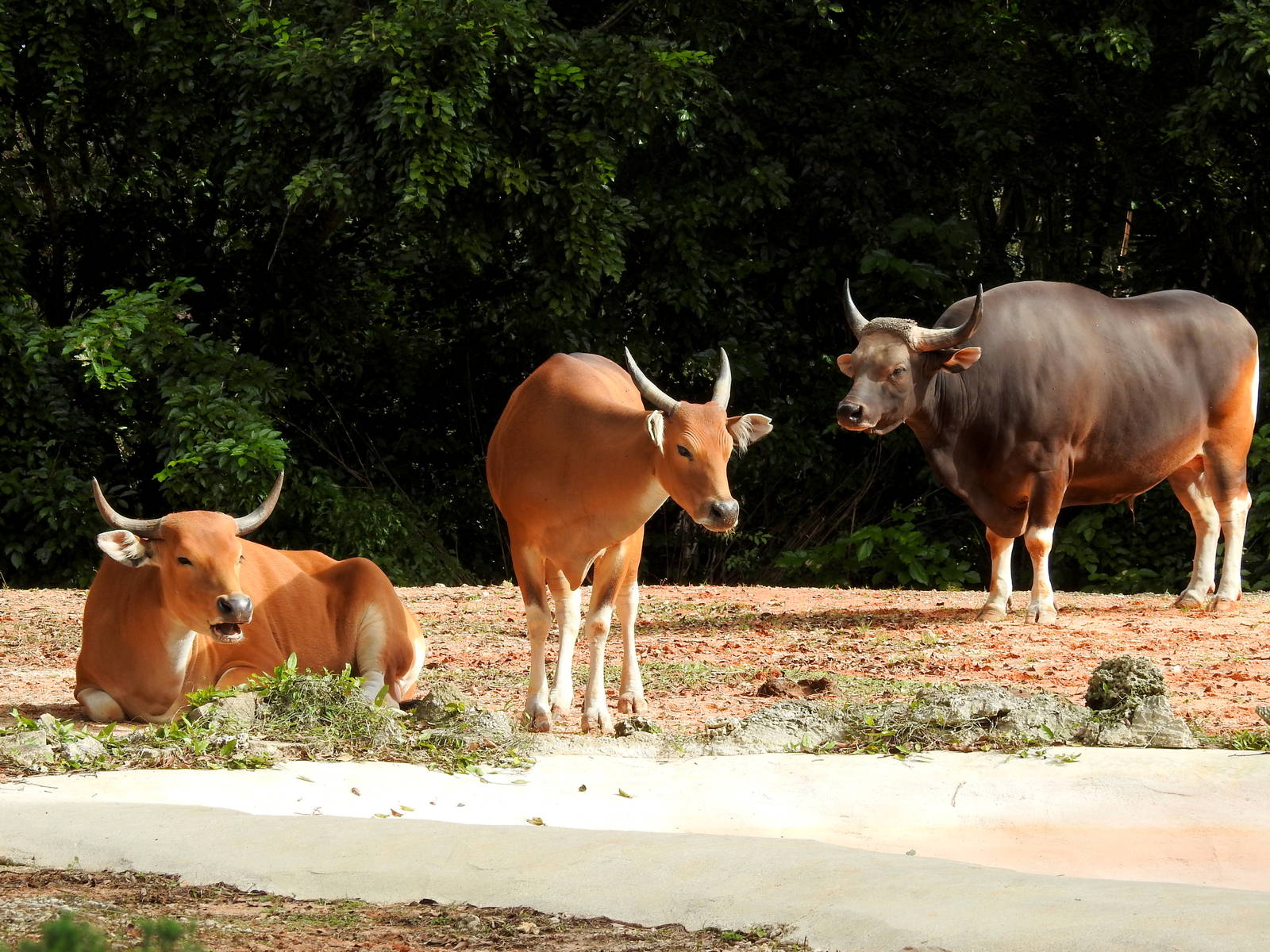 Banteng