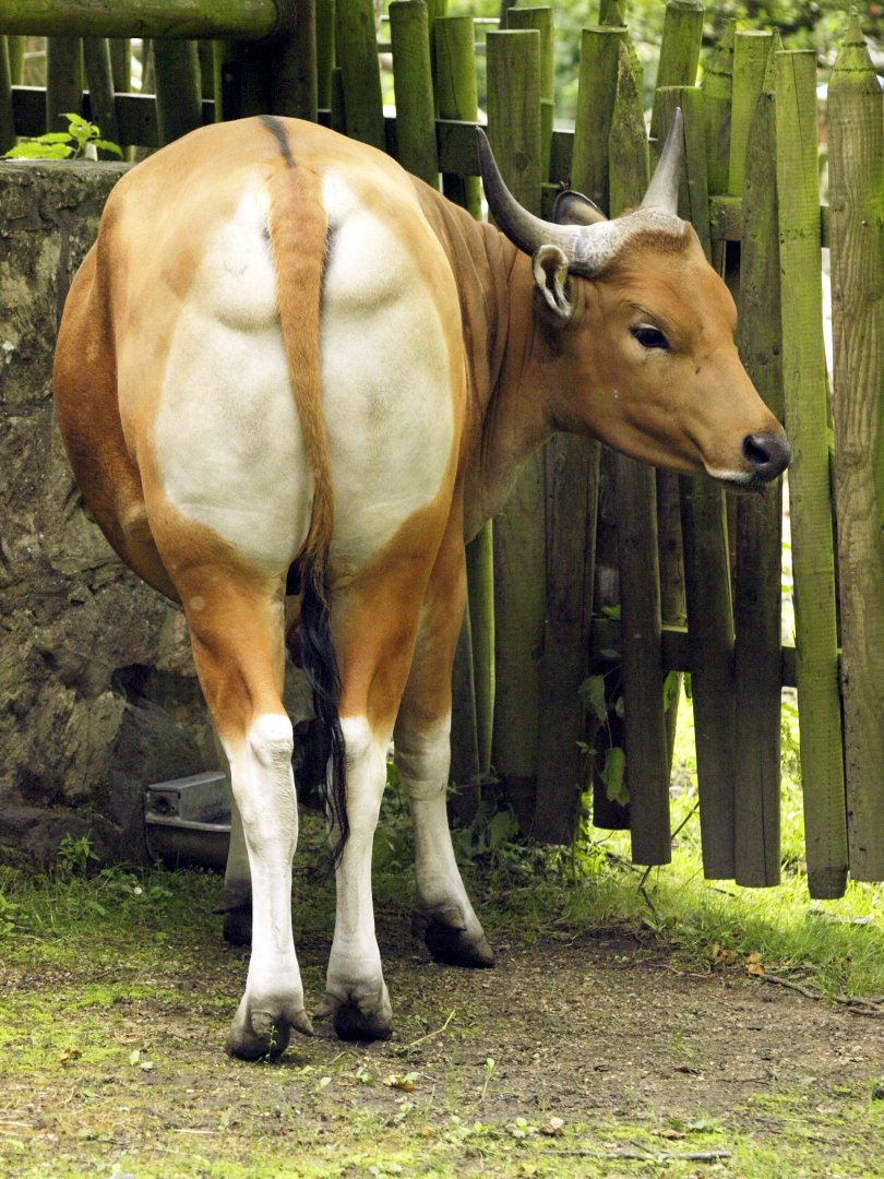 Banteng