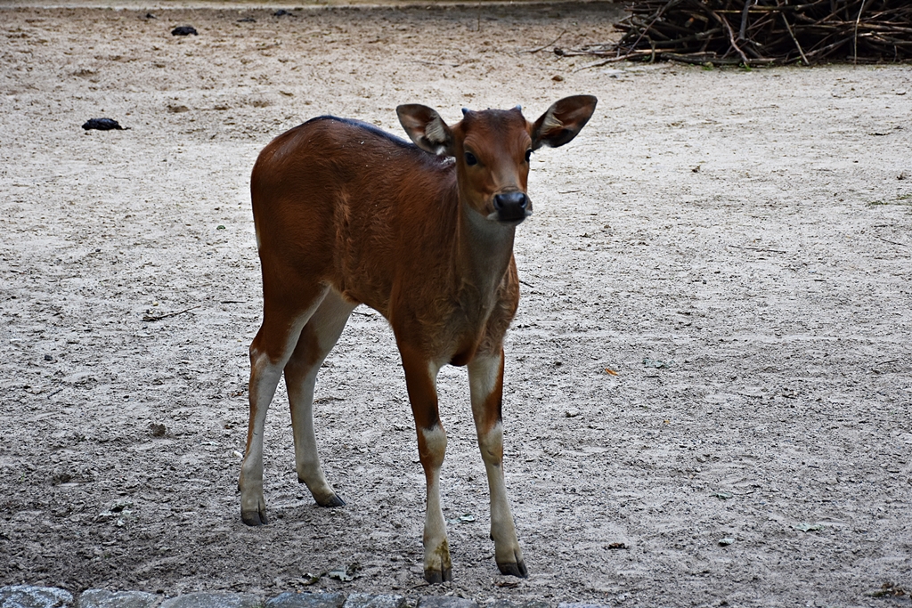 Banteng