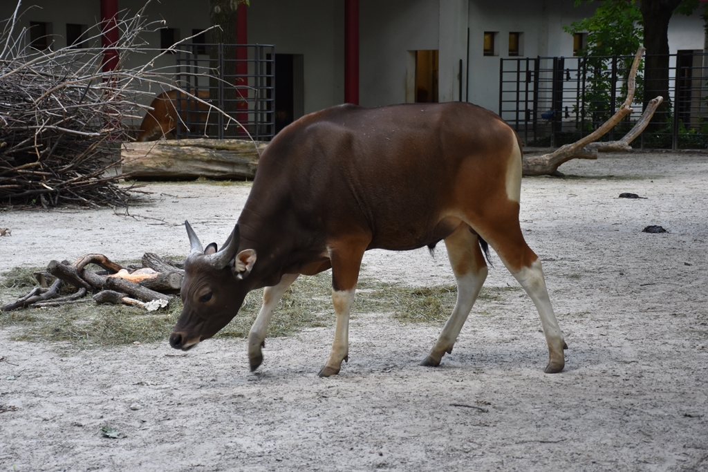 Banteng