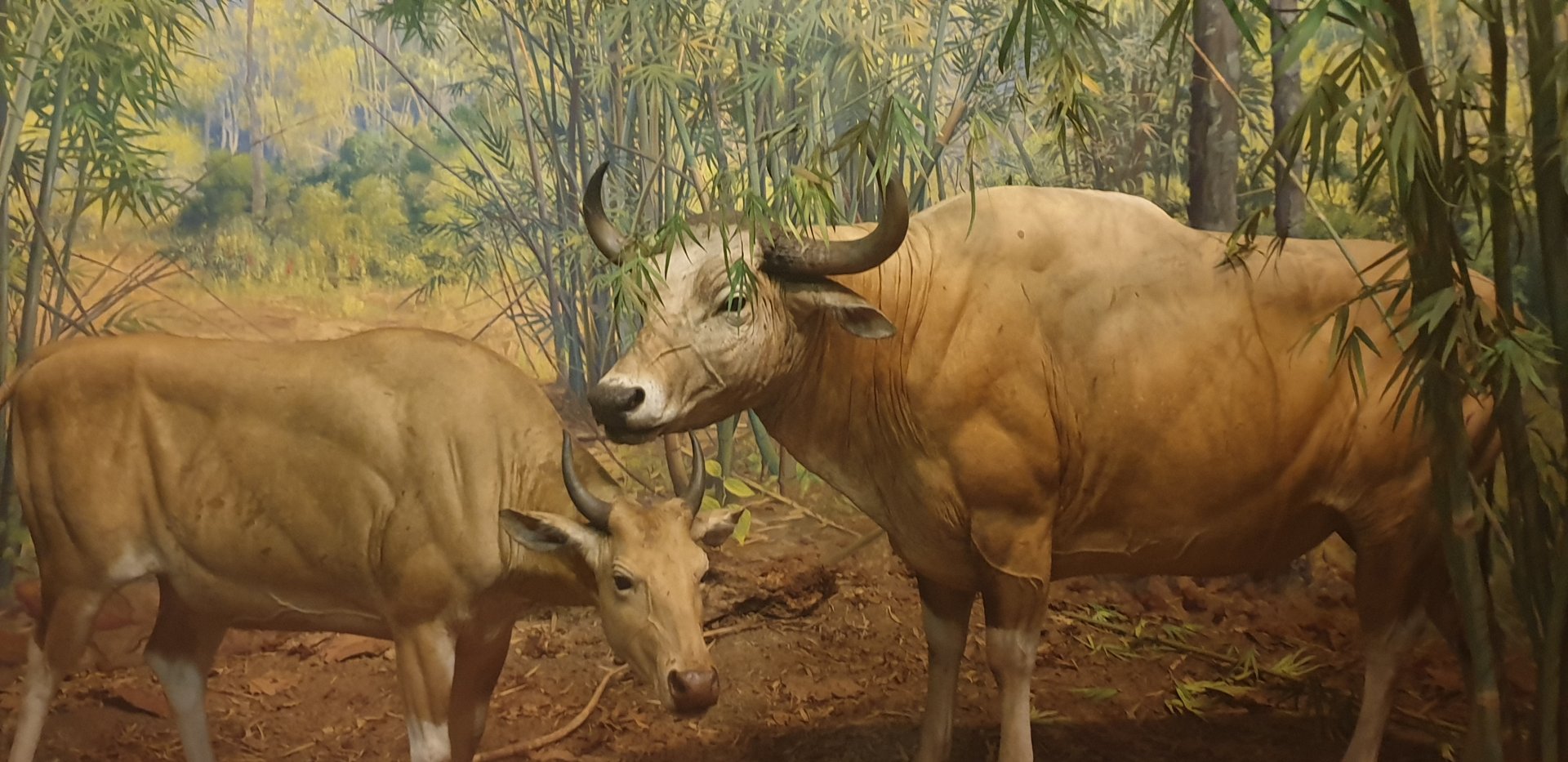 Banteng