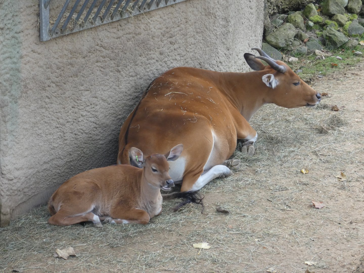 Banteng