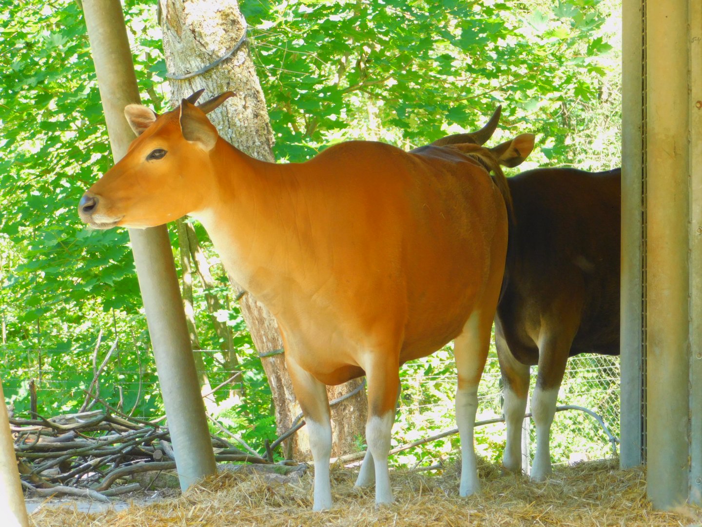 Banteng