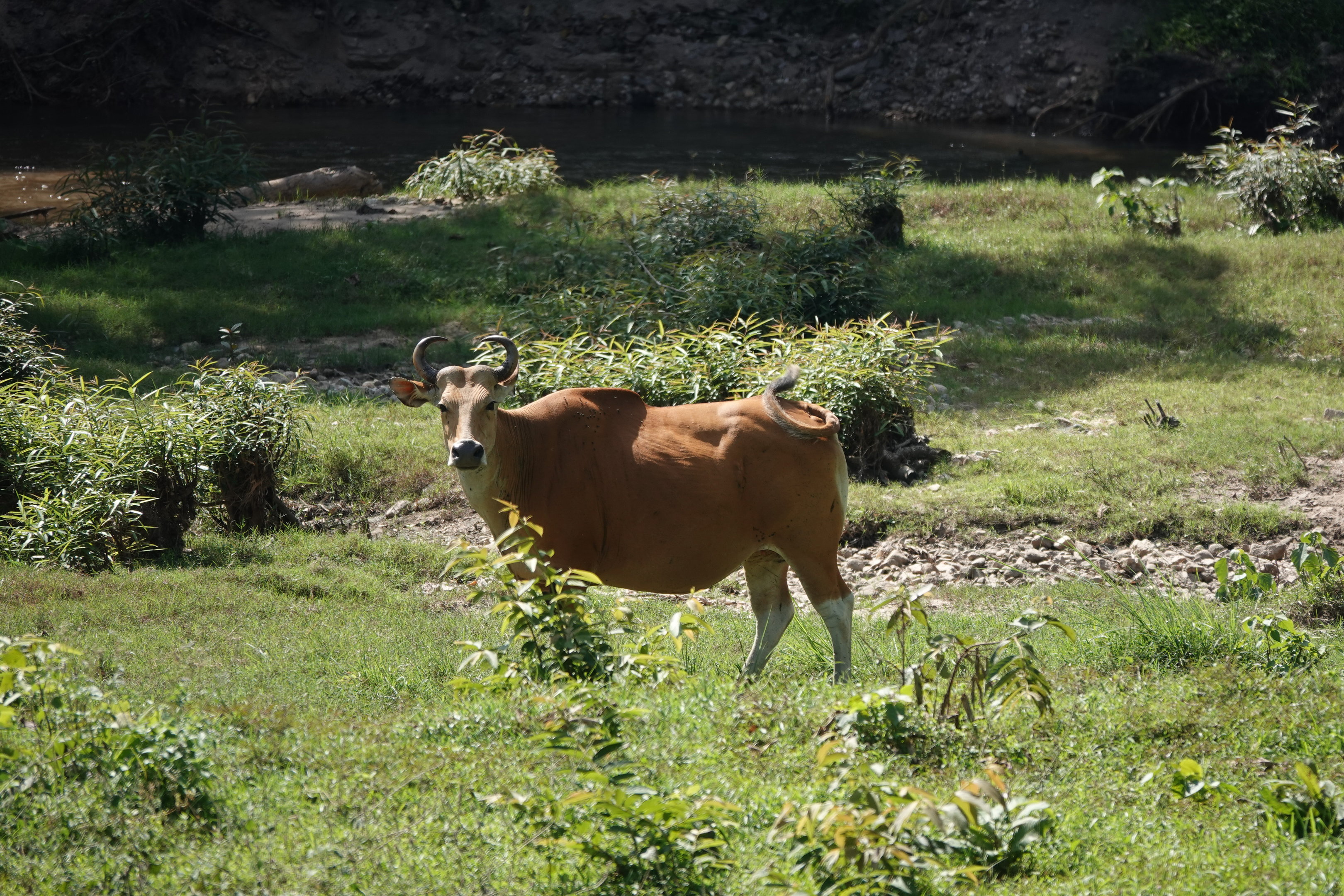 Banteng