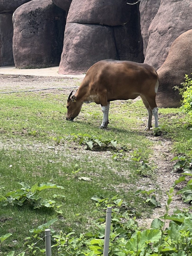 Banteng