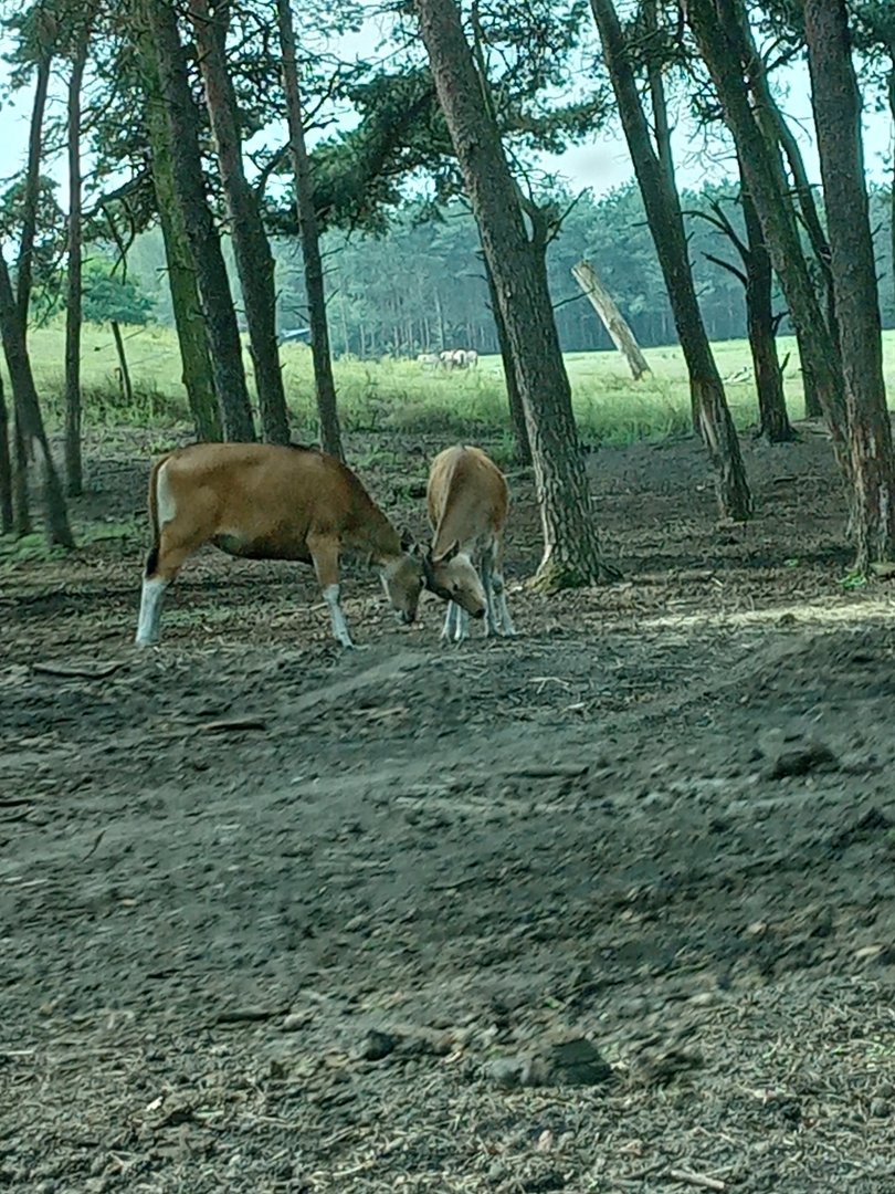 Banteng