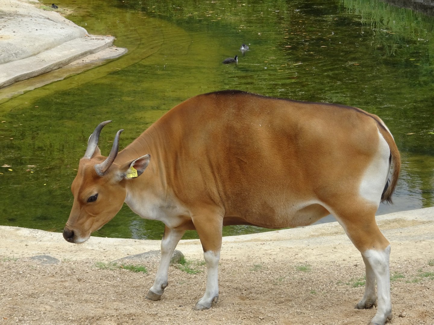 Banteng