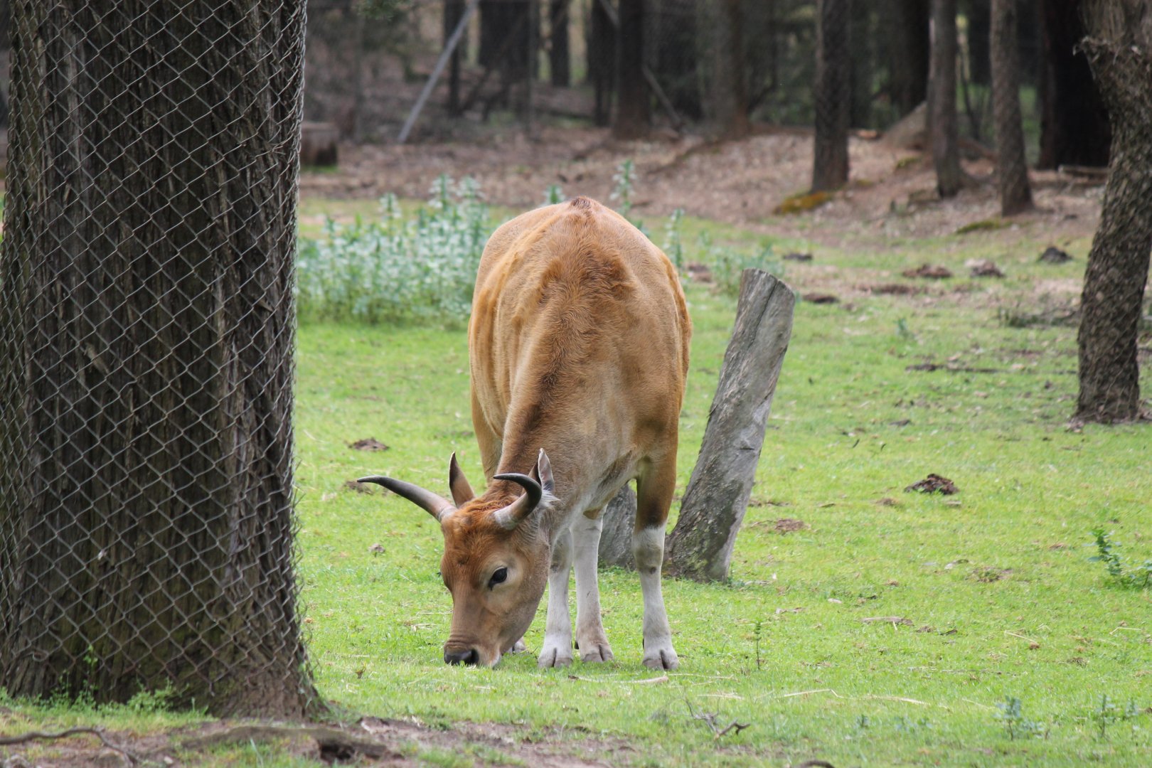 Banteng