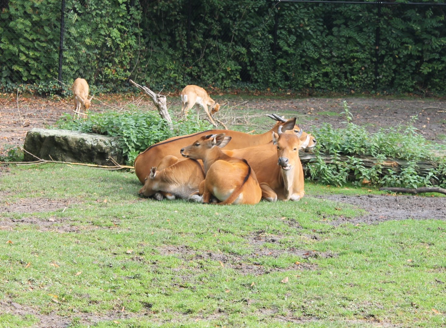 Bantengs and Blackbucks