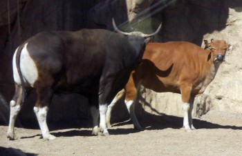 Bantengs (Bos javanicus)