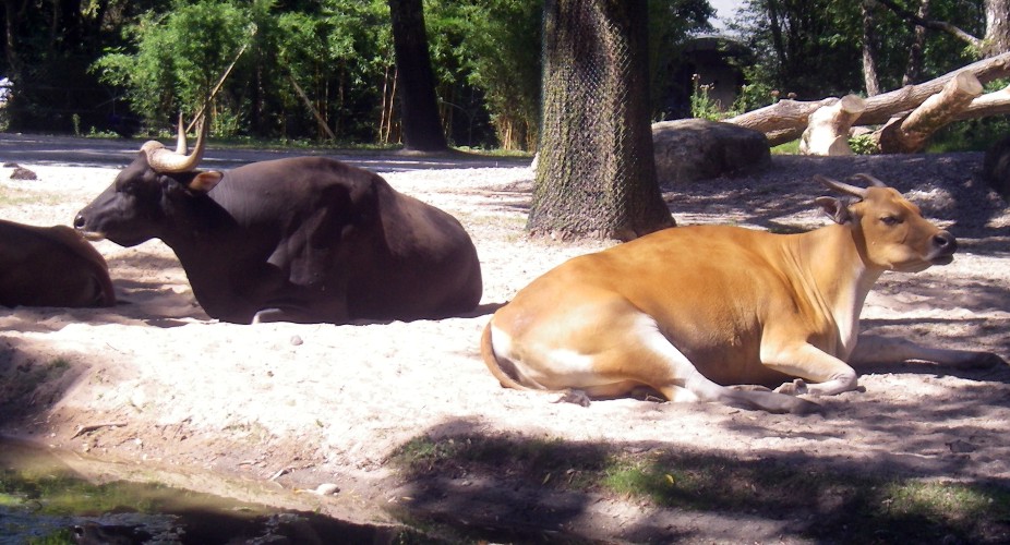 Bantengs (Bos javanicus)