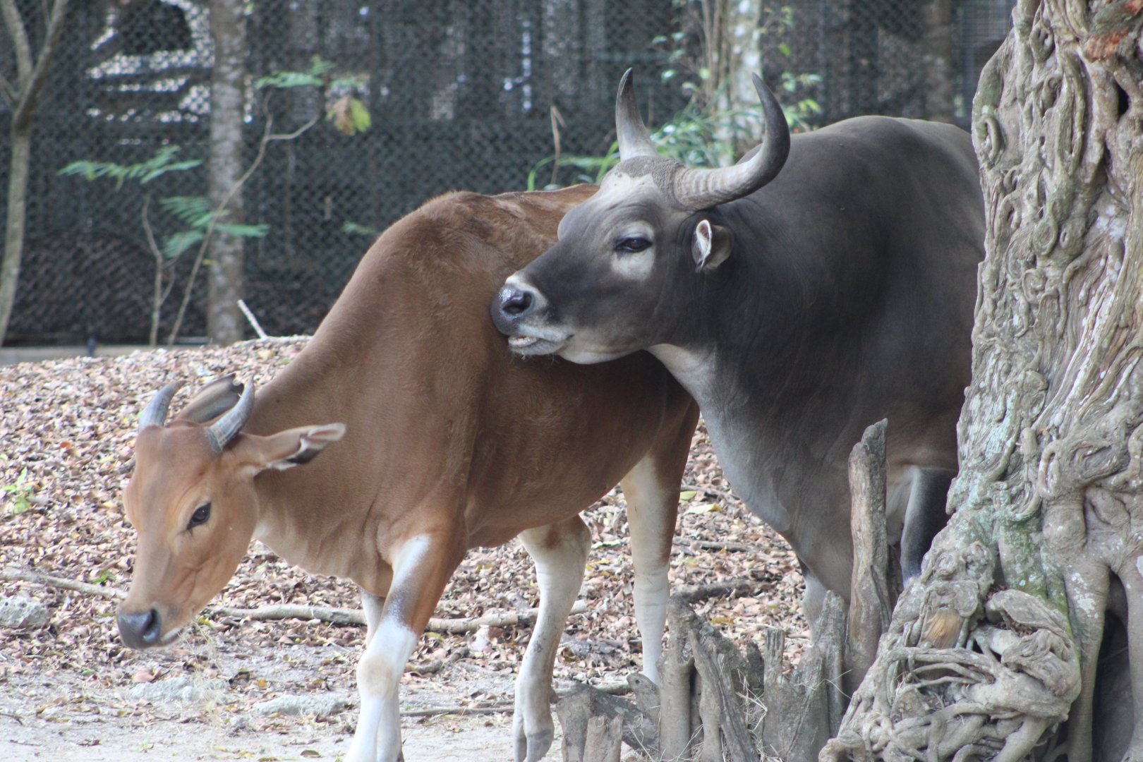 Bantengs (Bos javanicus)