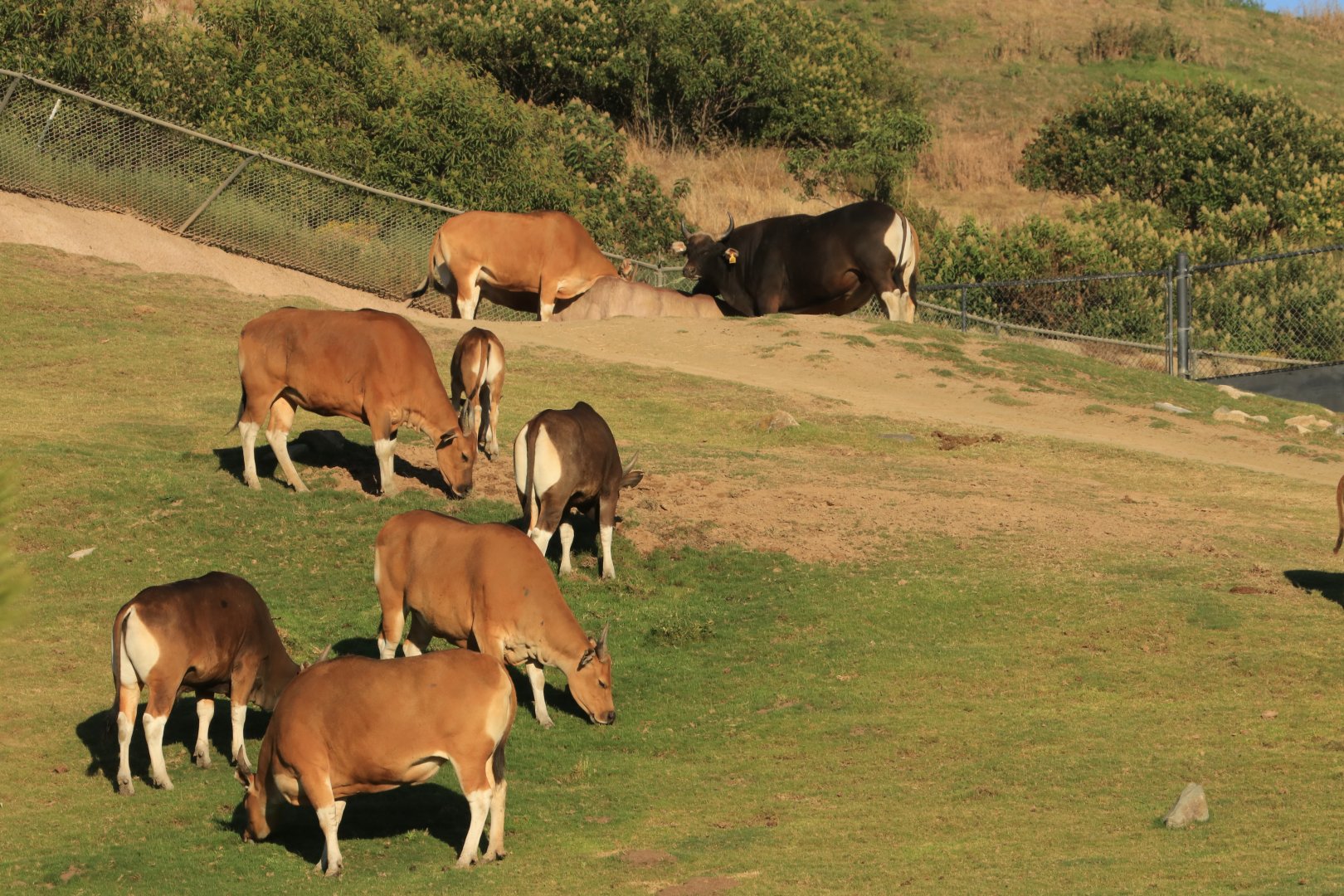 Bantengs (June 2019)