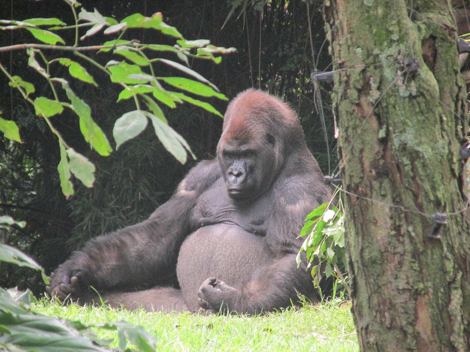bantu gorilla chapultepec zoo