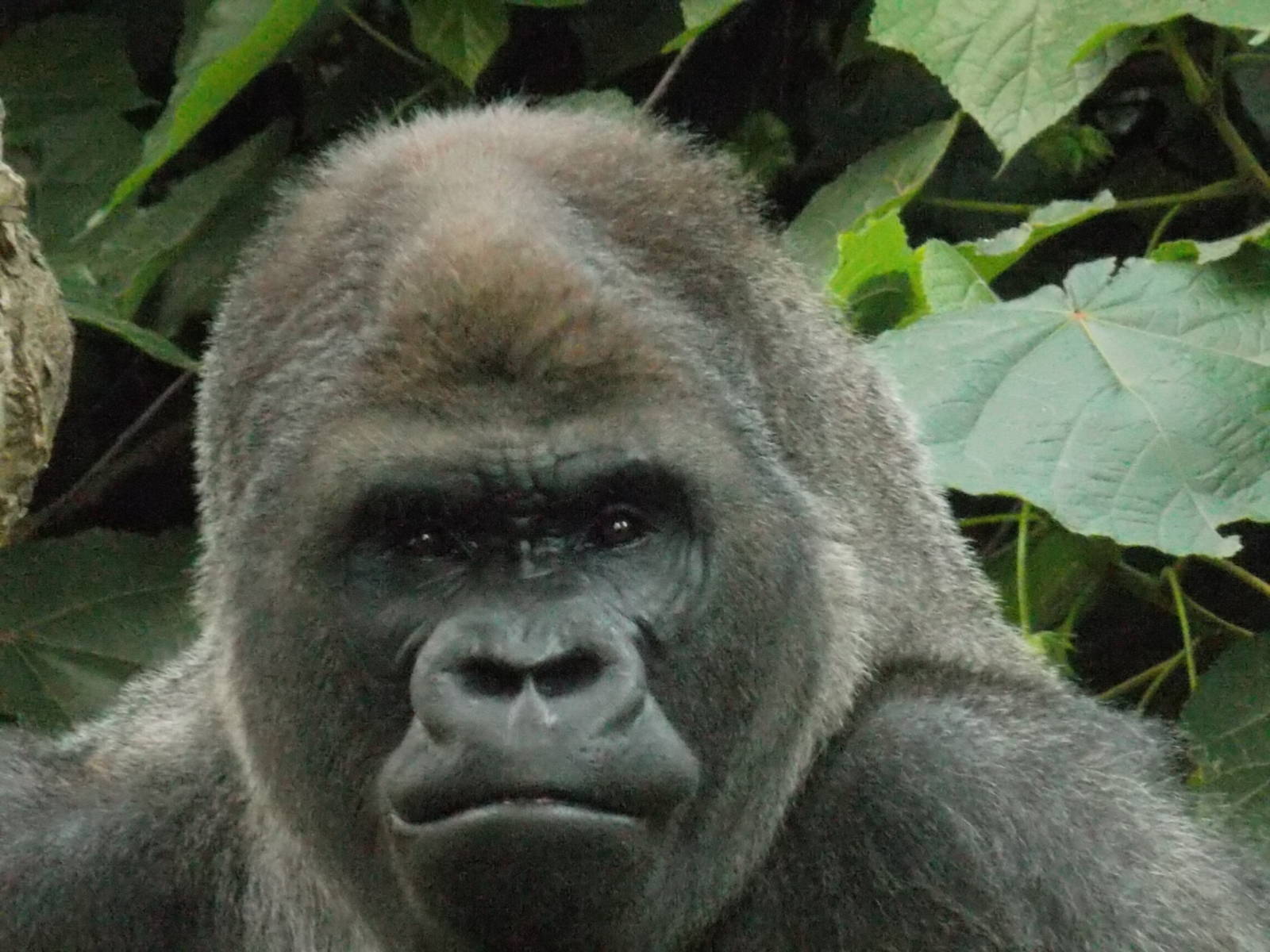 Bantu , lone silverback