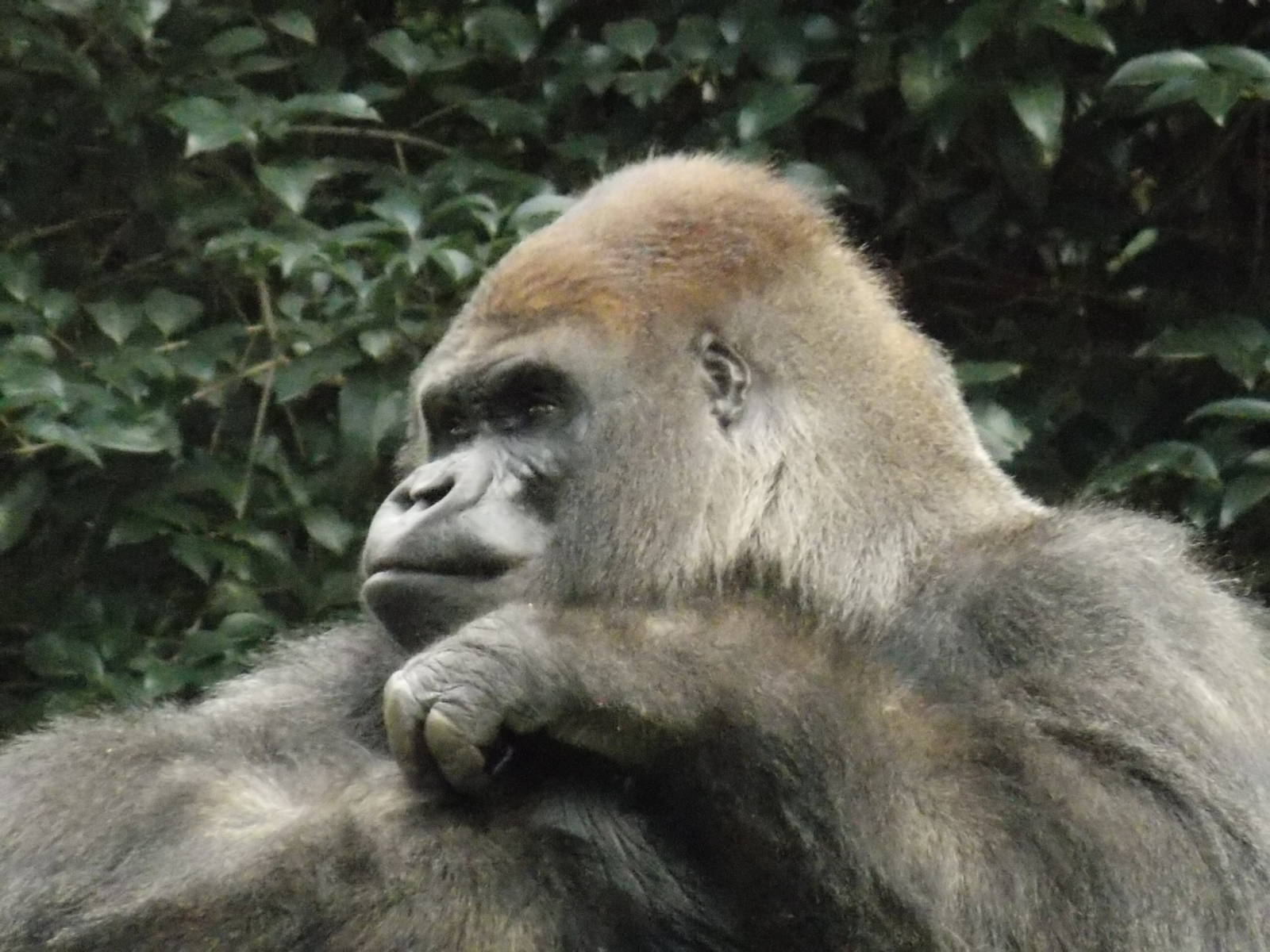 Bantu , lone silverback