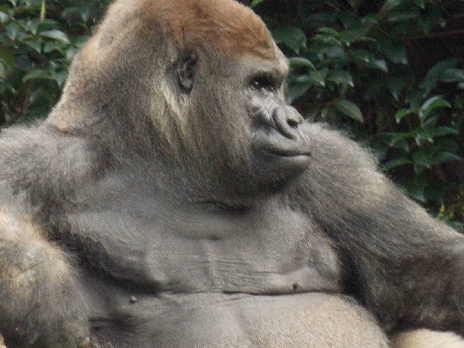 Bantu , lone silverback