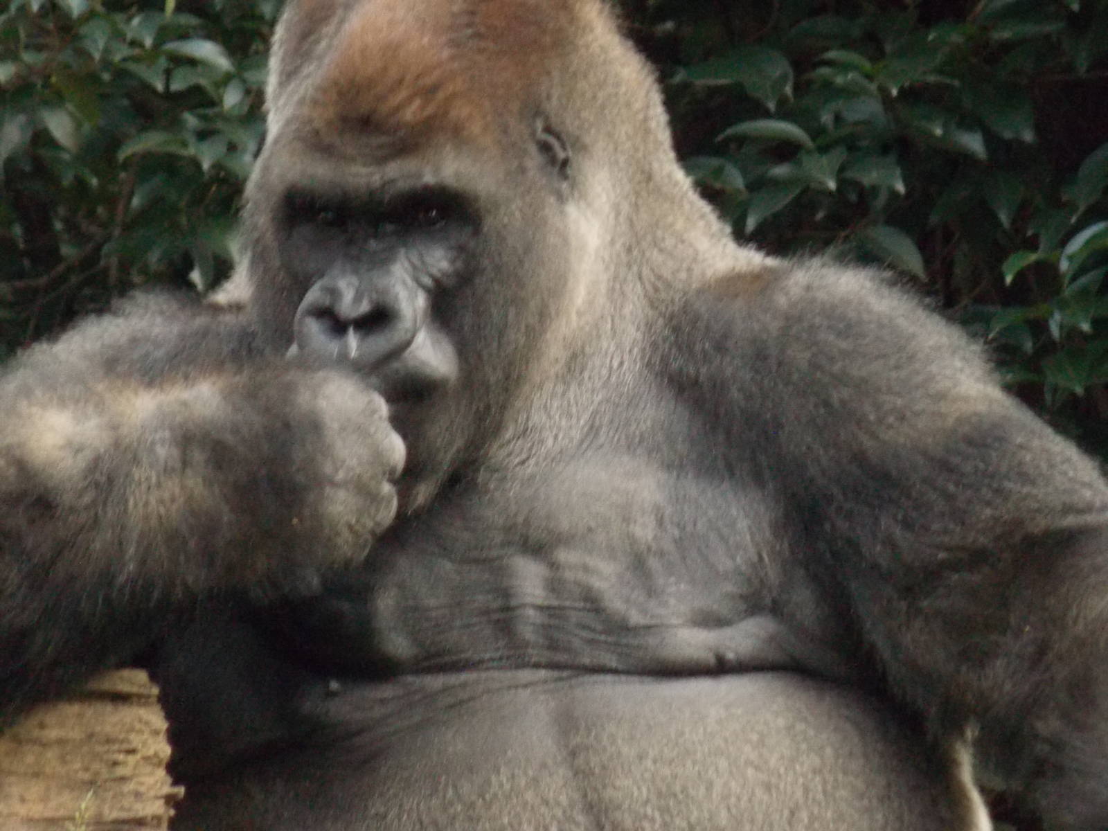 Bantu , lone silverback