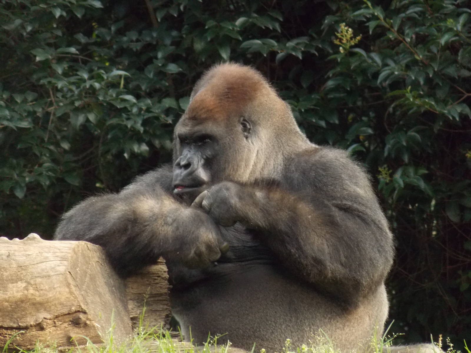 Bantu , lone silverback