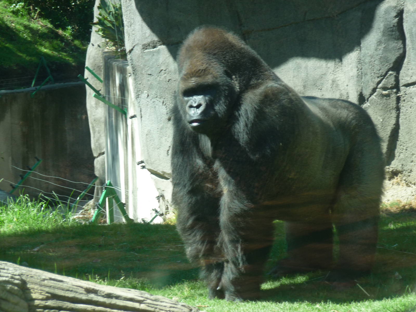 bantu male gorilla chapultepec zoo