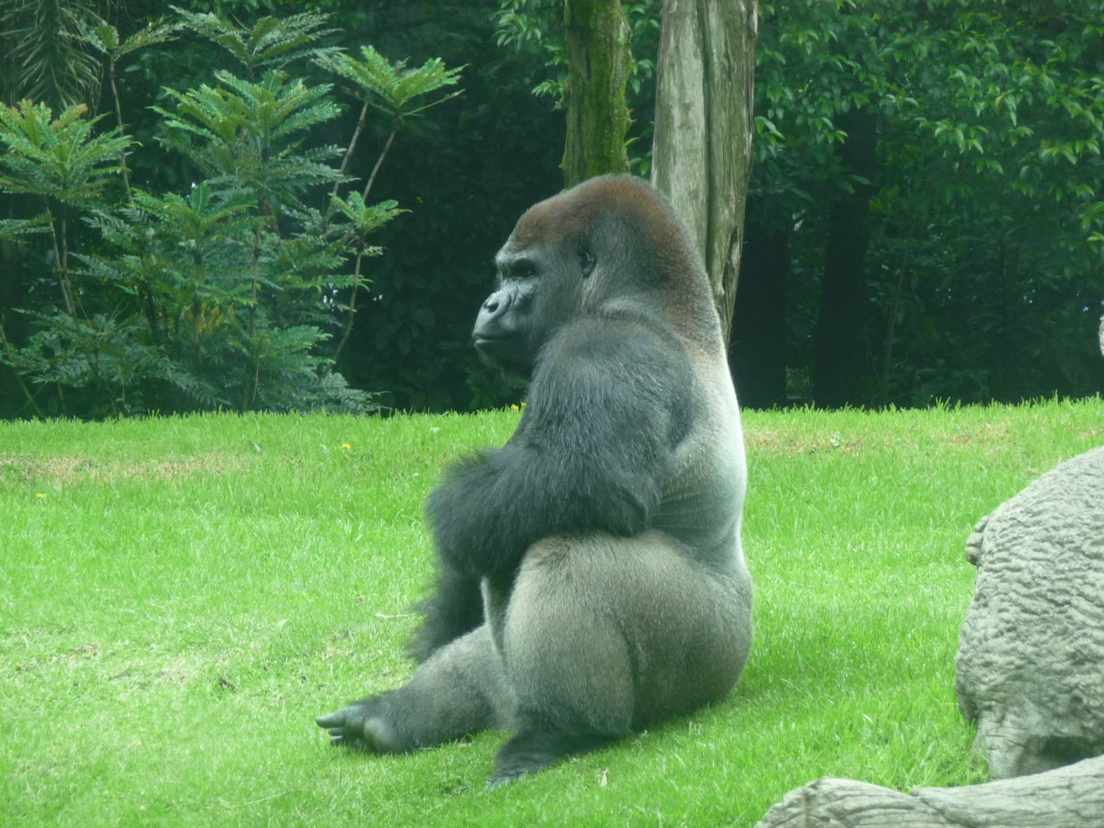 bantu male gorilla chapultepec zoo